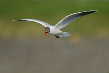 The black-headed gull (Chroicocephalus ridibundus) in flight