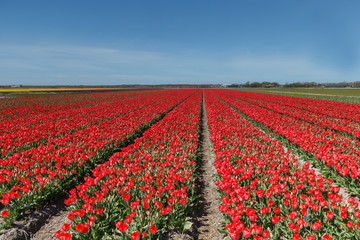 Field with tulips in the Netherlands