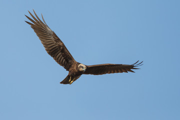 The western marsh harrier male (Circus aeruginosus) in flight during mating season