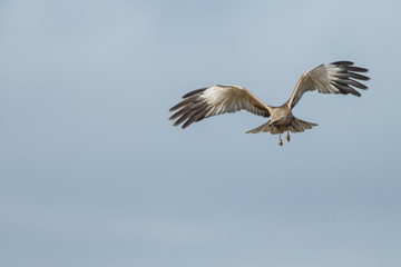 The western marsh harrier male (Circus aeruginosus) in flight during mating season