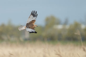 The western marsh harrier male (Circus aeruginosus) in flight during mating season