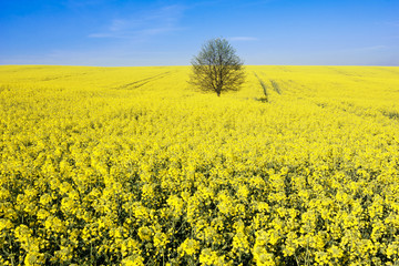 Obraz premium tree in bloom rapeseed field