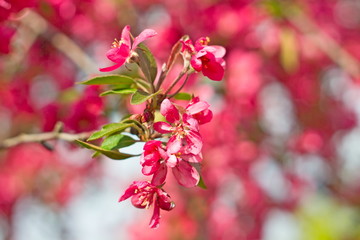 Obraz premium flowers of wild apple trees in the bloom season
