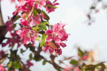 flowers of wild apple trees in the bloom season