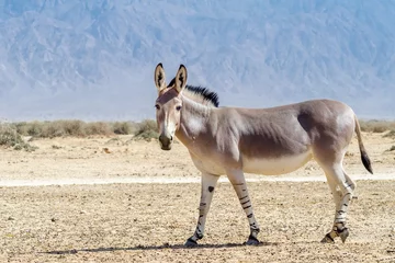 Papier Peint photo autocollant Âne Somali wild donkey (Equus africanus) is the forefather of all domestic asses. This species is extremely rare both in nature and in captivity.      