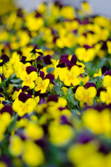 FLORES AMARILLAS Y MORADAS