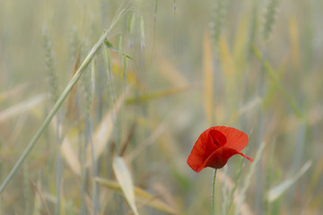 Red poppy in bloom isolated on a green herbs field