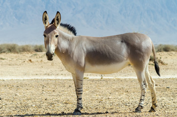 Somali wild donkey (Equus africanus) is the forefather of all domestic asses. This species is...