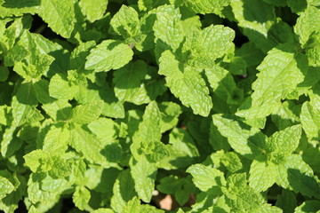 Minze im Garten, Minze als Küchenkraut