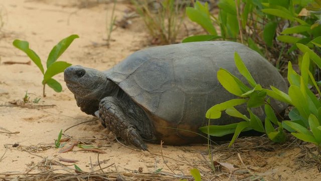 4K Gopher Tortoise (Gopherus polyphemus) 1