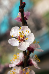 spring flowers. tree with pink flower.