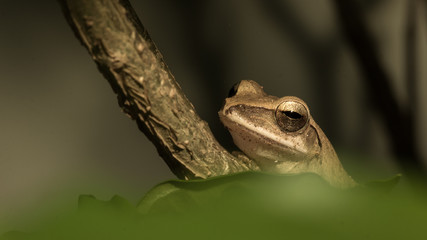 The brown frog.