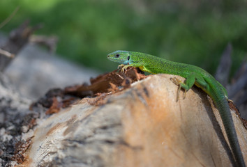 Naklejka na ściany i meble Green lizard in the wild.