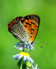蜜を吸うベニシジミ