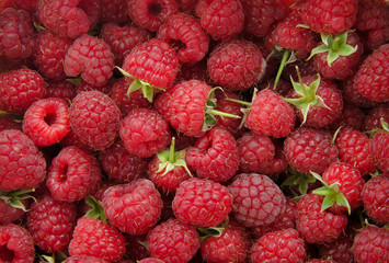 Fresh raspberries with branches background closeup photo 