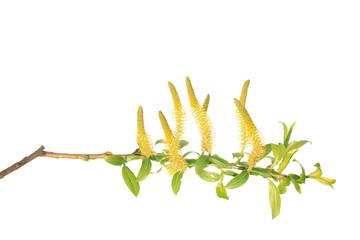 Branch of white willow (Salix alba) with catkins isolated on white background