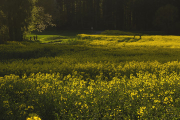 spring in the countryside