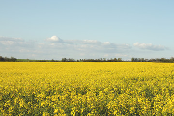 Obraz premium yellow field