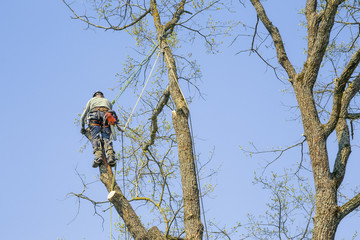 Man with special equipment pruning oak