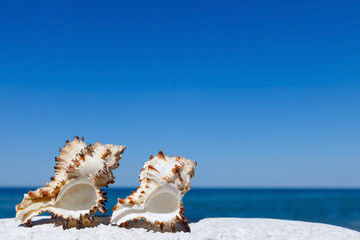 Fototapeta na wymiar Exotic shells on the sea and blue sky background. Space for text