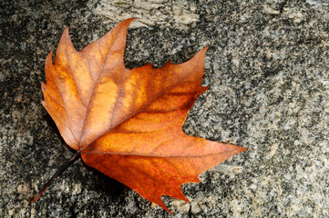 Sycamore leaf on a stone background.
Close up of a fallen Sycamore leaf in autumn against a stone background.