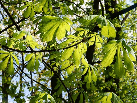 green leaves of chestnut tree