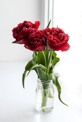 Fototapeta na wymiar Spring flowers red tulips in vase