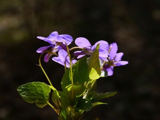 Fototapeta na wymiar sweet violets from a forest