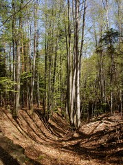 landscape of forest at spring