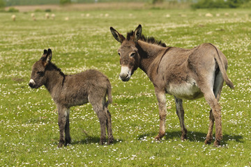 Mother and baby donkeys