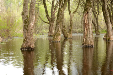 Adults Trees flooded in the spring