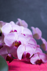 Fototapeta na wymiar Орхидея.