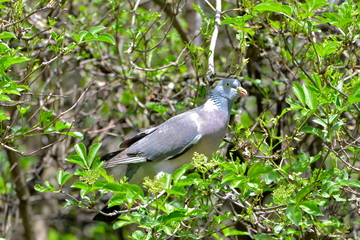 Pigeon ramier dans un arbre
