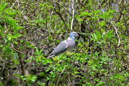 Pigeon ramier dans un arbre