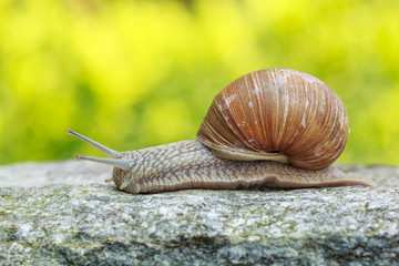 Snail on a stone