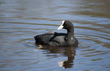 zwemmende meerkoet, Fulica atra, met reflectie in het water