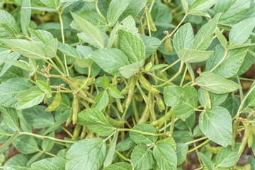 Rural landscape with fresh green soy field