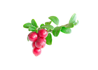 cowberry