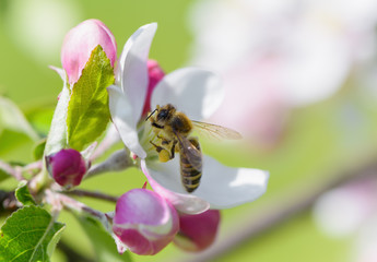 Bee on apple blossom.