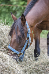 Horse eating hay