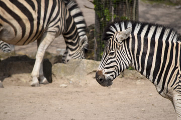 Obraz na płótnie Canvas Zebra Tarnmuster Streifen 