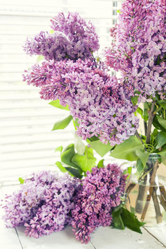 Branches of flowering purple lilac syringa