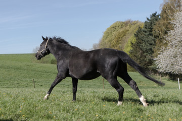 schwarzes Pferd galoppiert im Frühjahr auf der Koppel aus dem Bild  © mavcon