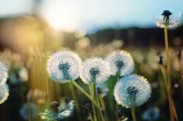 Fototapeta premium Dandelion meadow at sunset. Shallow depth of field.