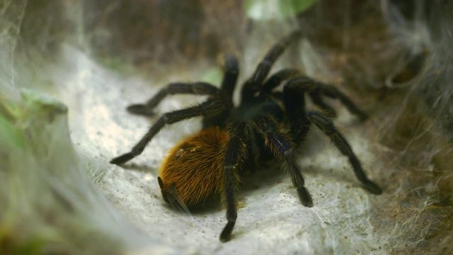 Camera focuses on a large tarantula sitting in its lair