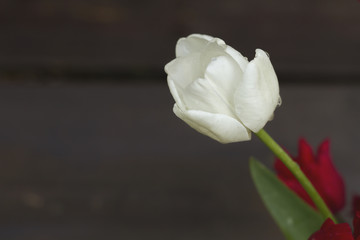 white tulip