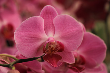 Fototapeta na wymiar Phalaenopsis orchid