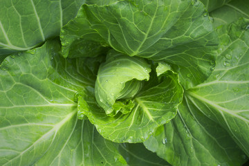 close up of  fresh young cabbage in the vegetable garden