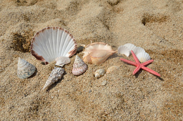 Red starfish and pile of seashells on sandy beach