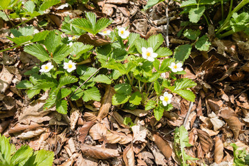 Erdbeerblüte im Wald